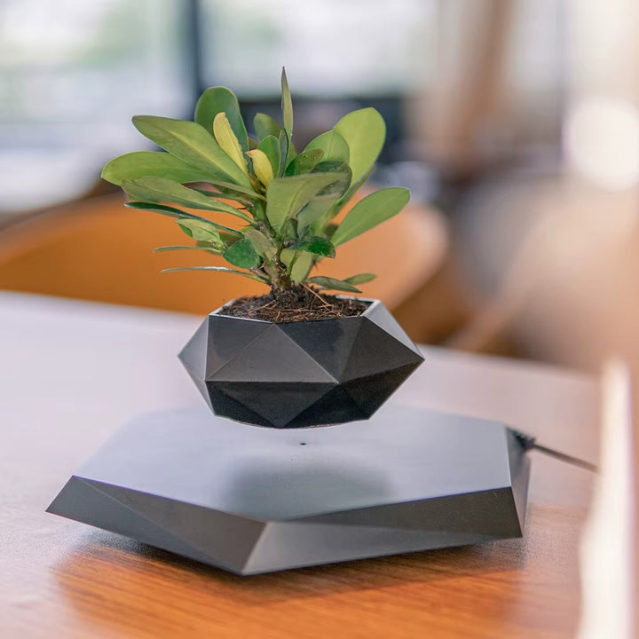 Bonsaï flottant – décoration végétale à lévitation magnétique