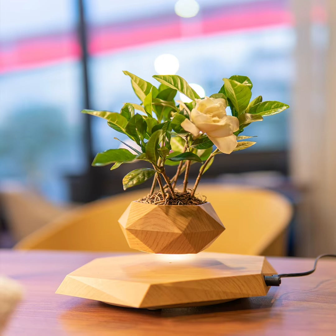 Bonsaï flottant – décoration végétale à lévitation magnétique