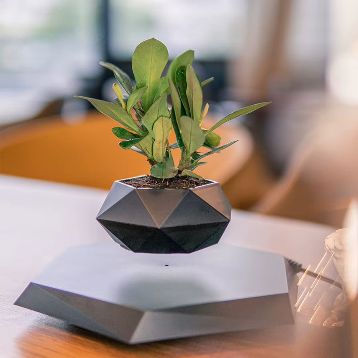 Bonsaï flottant – décoration végétale à lévitation magnétique